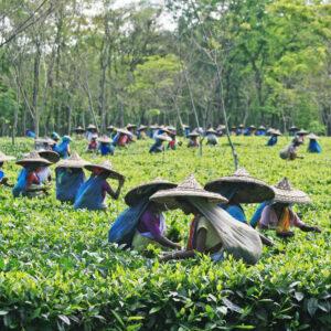 Tea estate